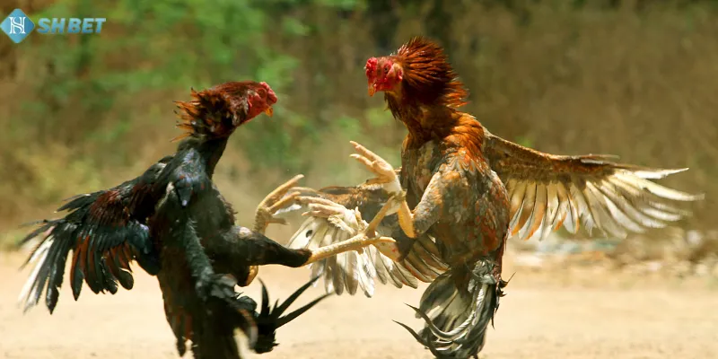 Coi đá gà 4K tại SHBET