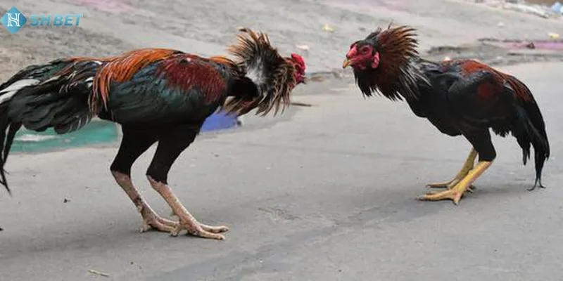 Chất lượng tuyệt đỉnh của dịch vụ cá cược