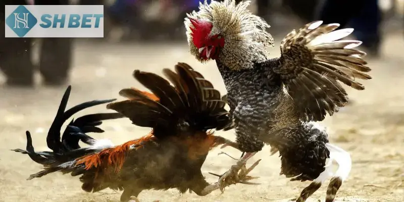 Đá gà hấp dẫn từng giây phút