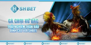 Gà Chọi Xứ Bắc - Trải Nghiệm Trận Đấu Đỉnh Cao Với SHBET