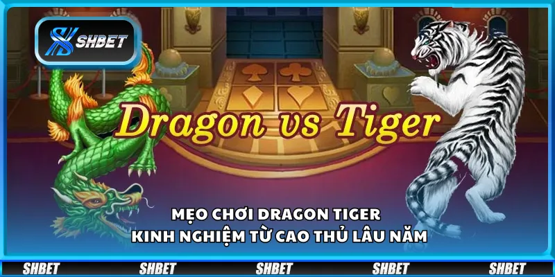 Mẹo chơi Dragon Tiger – Kinh nghiệm từ cao thủ lâu năm